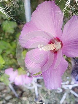 Natura pink flower