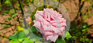 natura pink rose buetiful photo tree background