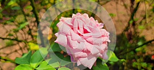 natura pink rose buetiful photo tree background photo