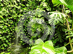 Natura, Wall Plants, Vegetation, Butterfly