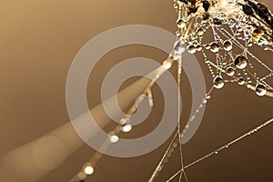 Close-up of dew drops on a spider web in the rays of the sun
