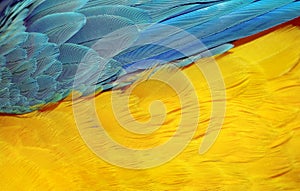 Natural abstract background. Natural blue and yellow background. Macaw feathers pattern. Bright colorful feathers of a parrot. tro