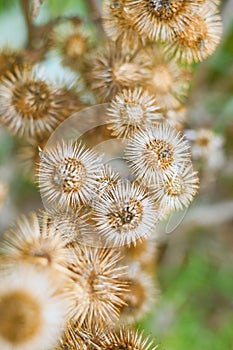 Natural abstract, dry thistles