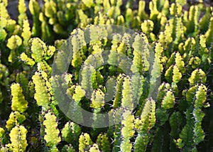 Natural abstract pattern background of amazing candelabra cactus in a tropical garden. photo