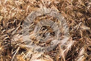 Natural abstract textured background of dry golden wheat field.