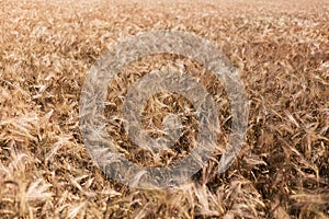 Natural abstract textured background of dry golden wheat field.