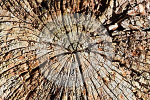 Natural abstract Wooden background from tree stump in nature