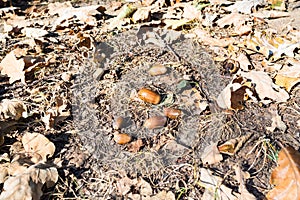 Natural acorn between dried oak leaves