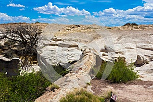 Agate Bridge in the Petrified Forest
