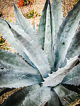 Natural Agave Plant in a Garden