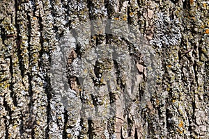 Natural aged tree bark background with rich texture and moss inclusions
