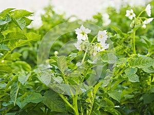 Natural agricultural background. Growing potatoes in the garden. White flowers and tops of potato plants