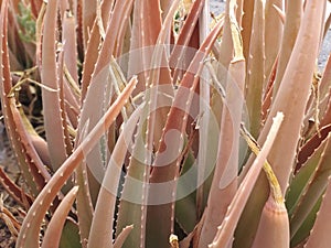 Natural aloe vera plant background with pinkish hues. Original Medicinal plant in the wild close up