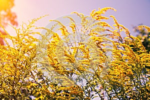 Natural ambrosia flower against the sky