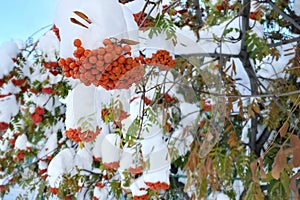 Natural anomaly. Early winter. Snow-covered mountain ash branches with bright juicy red clusters of berries and green