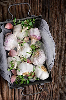 Natural antibiotic, fresh garlic bulbs with cloves on wooden background