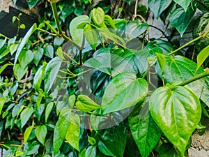 Natural antiseptic green betel leaves