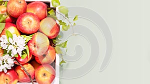 Natural apples in a white wooden box on a green background