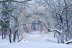 A natural arch created by the bare trees in winter