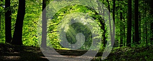 Natural archway shaped by branches in the forest