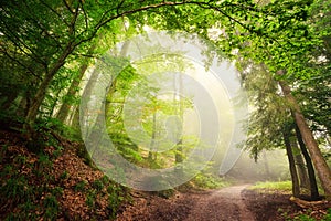 Natural archway of trees