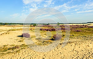 Natural area of sand dunes and heathland in summertime