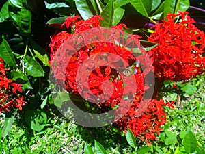 A natural arrangement of more red flowers photo