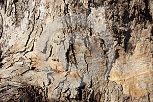 Natural Art. Close Up Old Eucalyptus Tree Bark