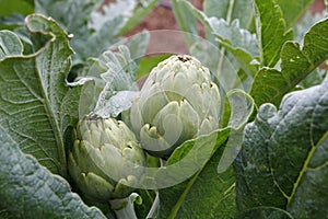 Natural artichokes