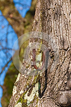 Natural and artificial