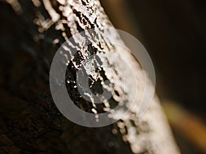 Natural artistic lines of light brown color rough tropical tree bark closeup texture detail