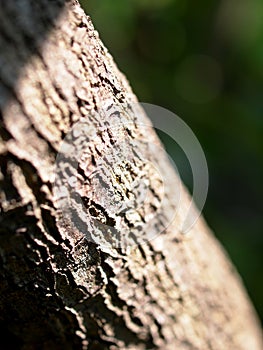 Natural artistic lines of light brown color rough tropical tree bark closeup texture detail