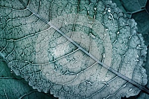 Natural autumn background with green frozen leaves in hoarfrost