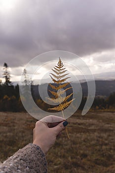 Natural autumn background with yellow fern leaves in female hand