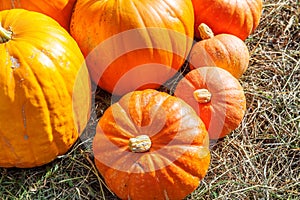 Natural autumn fall view pumpkin on eco farm background. Inspirational october or september wallpaper. Change of seasons, ripe