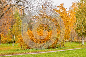 Natural autumn fall view of trees with yellow orange leaf in forest or park. Trees with colorful foliage during autumn