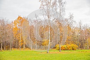 Natural autumn fall view of trees with yellow orange leaf in forest or park. Trees with colorful foliage during autumn