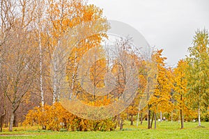 Natural autumn fall view of trees with yellow orange leaf in forest or park. Trees with colorful foliage during autumn