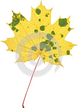 Natural autumn marple leaf on white