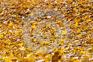 Natural autumn pattern background with dry and yellow mapple foliage. Fall leaves pattern. Selective focus.