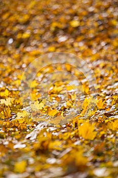 Natural autumn pattern background with dry and yellow mapple foliage. Fall leaves pattern. Vertical.