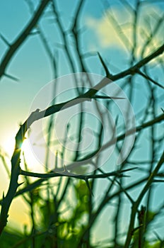 Natural Autumn tree on sky