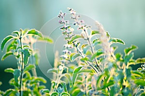 Natural Autumn tree on sky