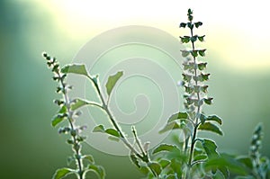 Natural Autumn tree on sky