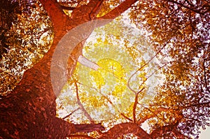 Natural Autumn tree on sky