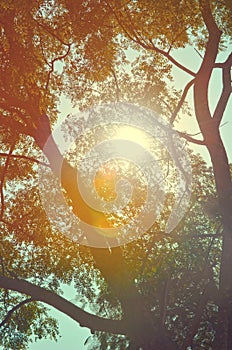 Natural Autumn tree on sky