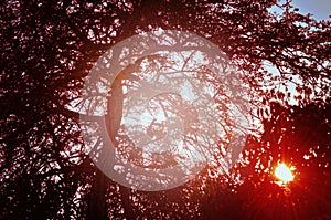 Natural Autumn tree on sky