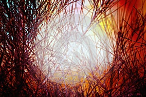 Natural Autumn tree on sky