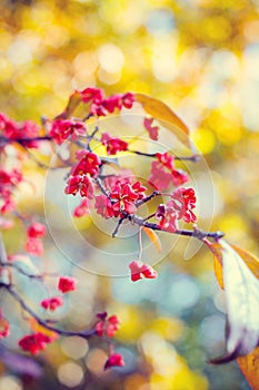 Natural autumnal blurred background with flowers
