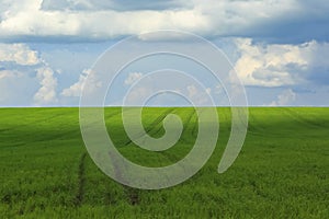 natural backdrop of blue sky and green fields covered with grass